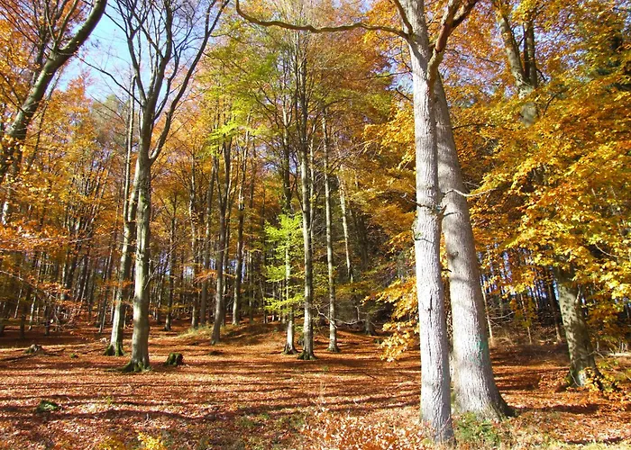 Fachwerkliebe Ornes 1 Olsberg